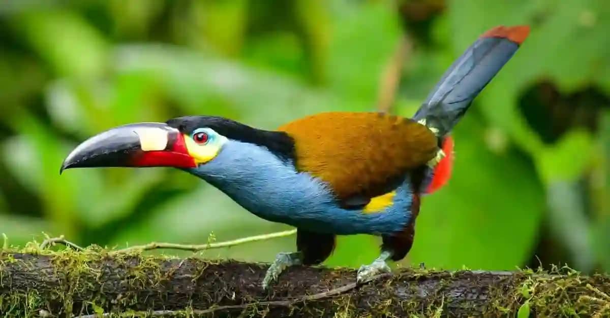 25 Toucan Bird Facts In Hindi टूकेन पक्षी