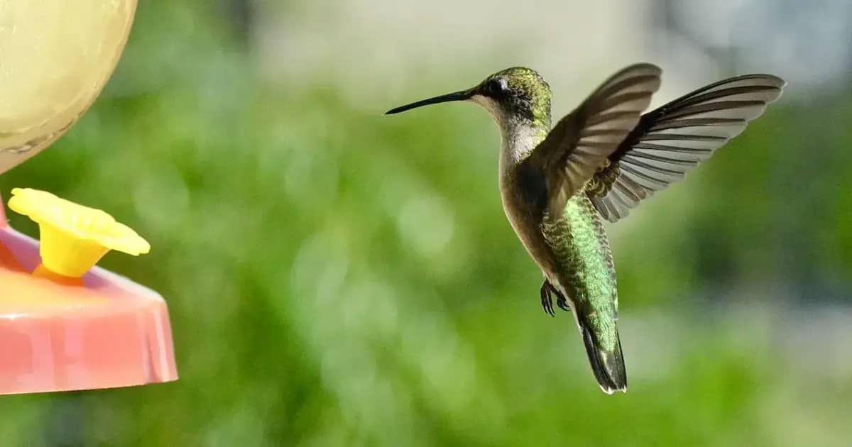 Facts About Hummingbird In Hindi हमिंग बर्ड की रोचक जानकारी
