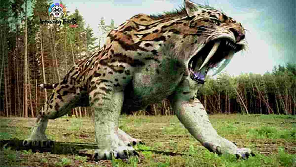 Saber Tooth Tiger In Hindi 10 हजार साल पुराना खतरनाक शेर