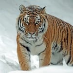 Animals Name In Hindi जानवरों के नाम हिंदी में