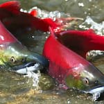 35 Salmon Fish Facts कुछ मजेदार सैल्मन मछली तथ्य