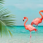 25 Flamingo Facts In Hindi राजहंस पक्षी के बारे में रोचक तथ्य