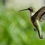 Facts About Hummingbird In Hindi हमिंग बर्ड की रोचक जानकारी