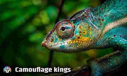 CREATURES LIKE CHAMELEON IN HINDI गिरगिट की तरह रंग बदलते 5 जीव
