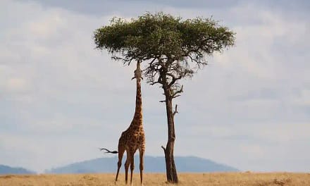 Amazing Animal Facts In Hindi ज्ञान से भरे अद्भुत पशु तथ्य