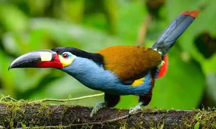 25 Toucan Bird Facts In Hindi टूकेन पक्षी