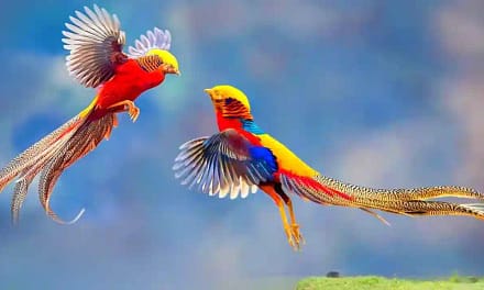 50 Interesting Birds In Hindi रोचक पक्षी तथ्य