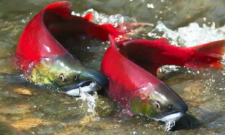 35 Salmon Fish Facts कुछ मजेदार सैल्मन मछली तथ्य