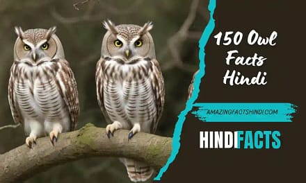 150 Owl Facts Hindi | 150 उल्लू से संबंधित तथ्य