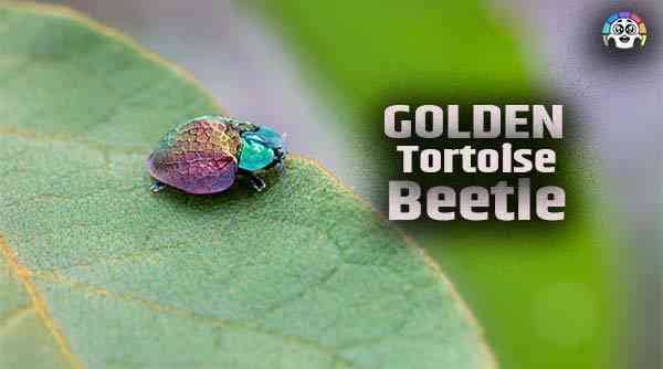 Golden Tortoise Beetle | Chameleon In Hindi