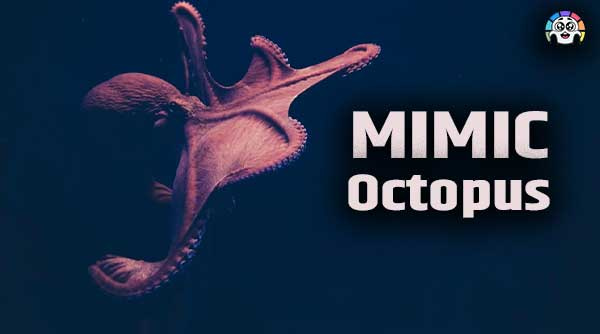 Mimic Octopus In Hindi
