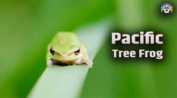 Pacific Tree Frog