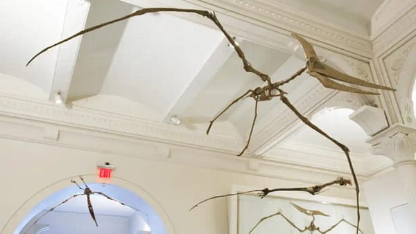 Fossils Of Flying Dinosaur