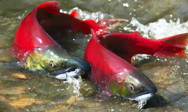 35 Salmon Fish Facts कुछ मजेदार सैल्मन मछली तथ्य