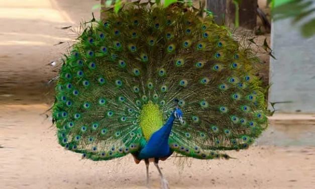 मोर के बारे में 30 रोचक तथ्य | About Peacock In Hindi (30 Amazing Peacock Facts)