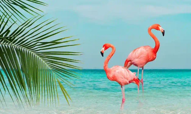25 Flamingo Facts In Hindi राजहंस पक्षी के बारे में रोचक तथ्य