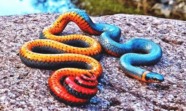 Weird Snakes Hindi दुनिया के अजीबो गरीब सांप