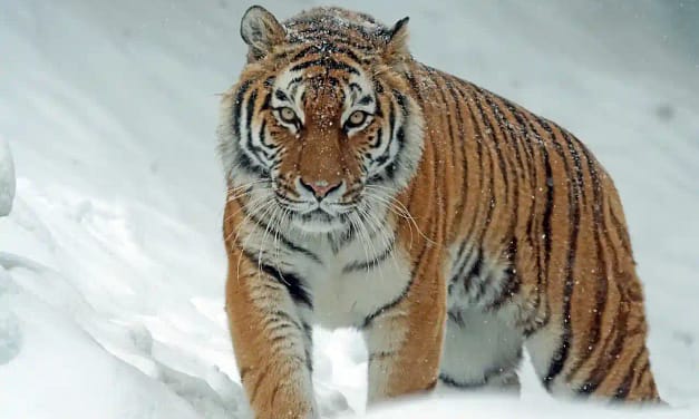 Animals Name In Hindi जानवरों के नाम हिंदी में