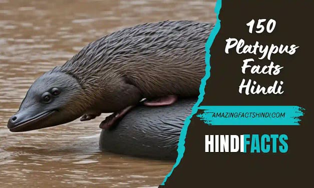 150 Platypus Facts Hindi | 150 प्लेटीपस फैक्ट्स हिंदी में