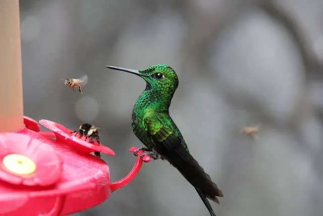 Hummingbird In Hindi