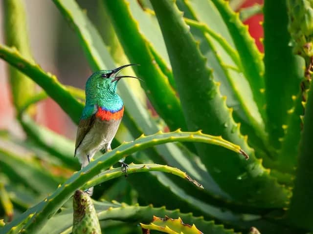 Facts About Hummingbird