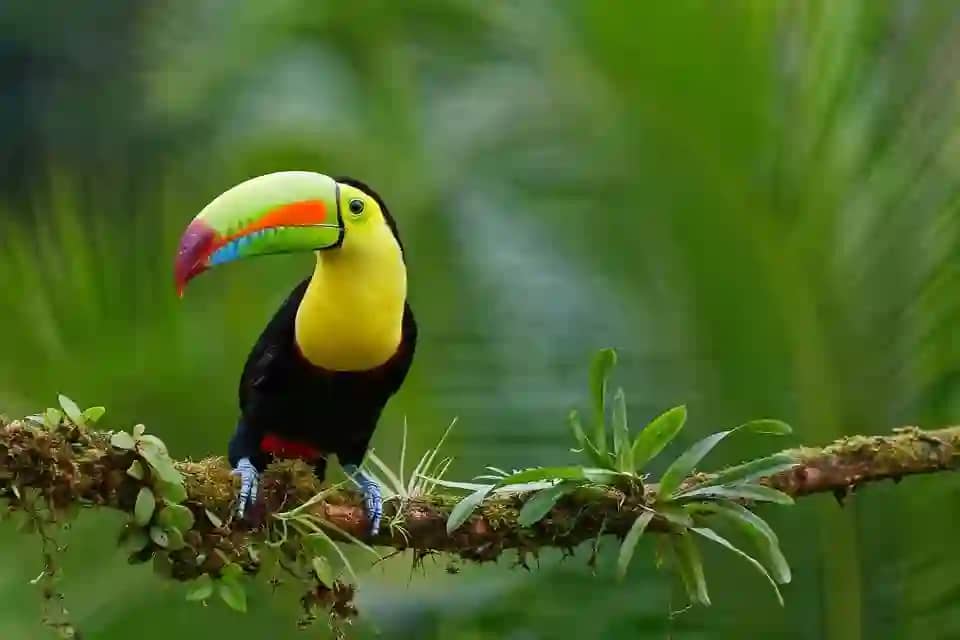 10 Worlds Most Beautiful Birds in Hindi दुनिया के 10 सबसे खूबसूरत पक्षी
